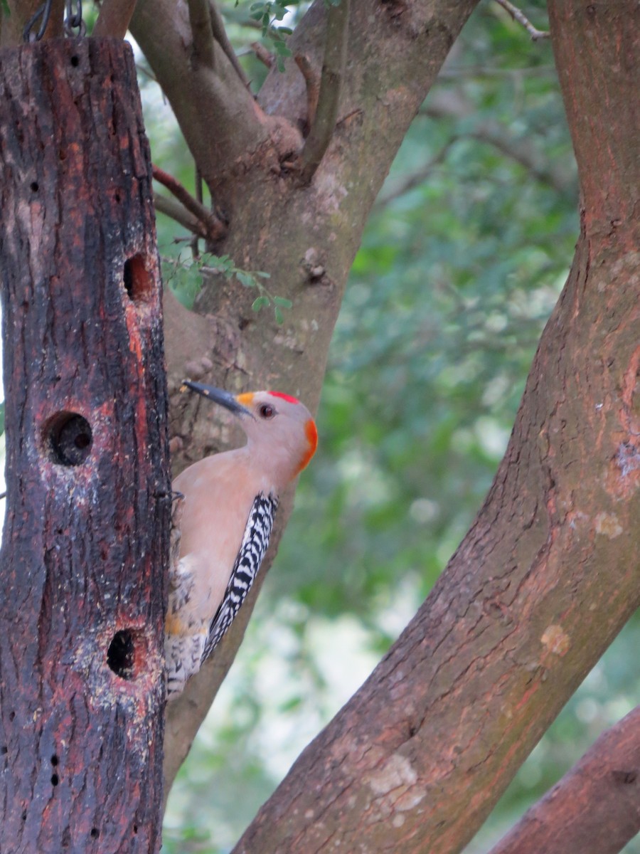 Golden-fronted Woodpecker - ML642273134