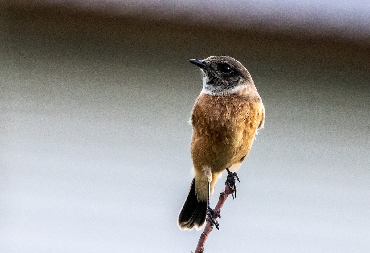 Siberian Stonechat - ML642273150