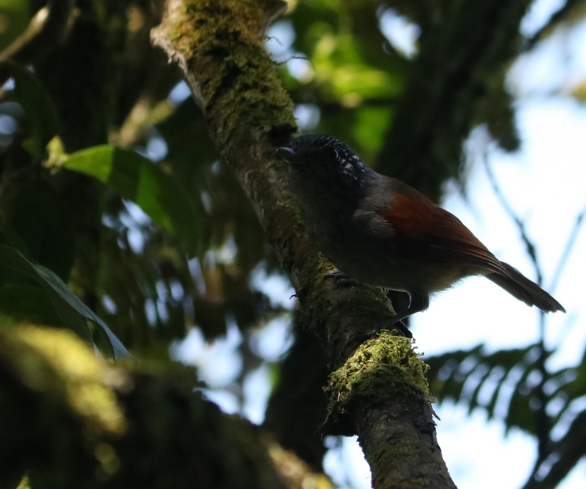 Rufous-backed Antvireo - ML642273180