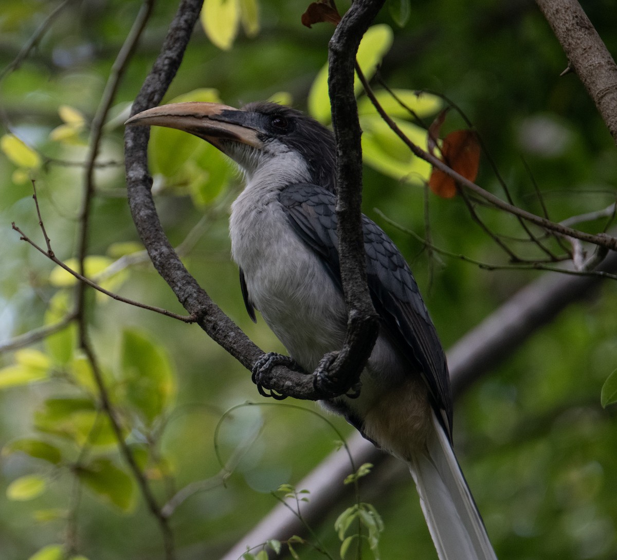 Sri Lanka Gray Hornbill - ML642273185