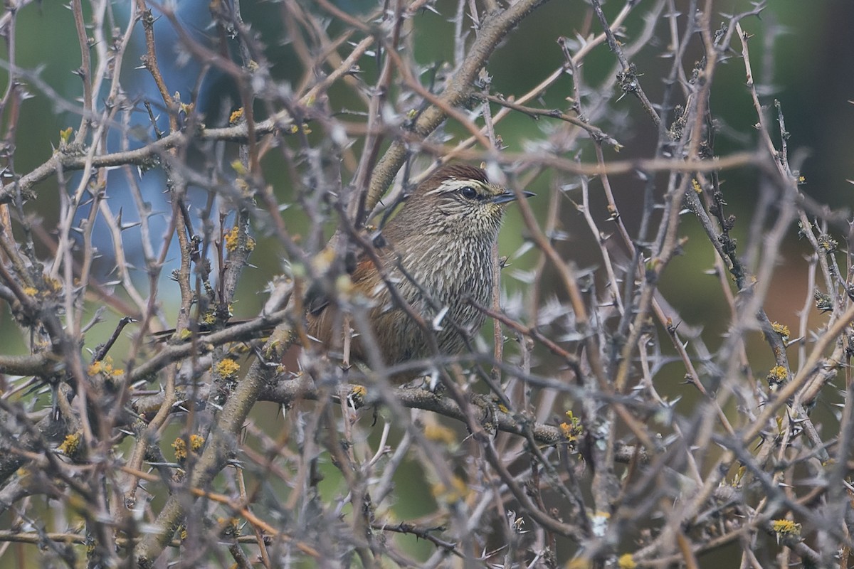 Dusky-tailed Canastero - ML642273197