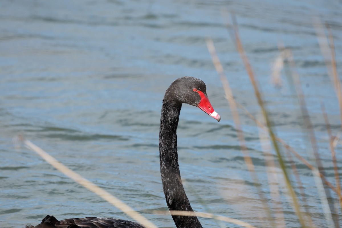 Black Swan - ML642273215
