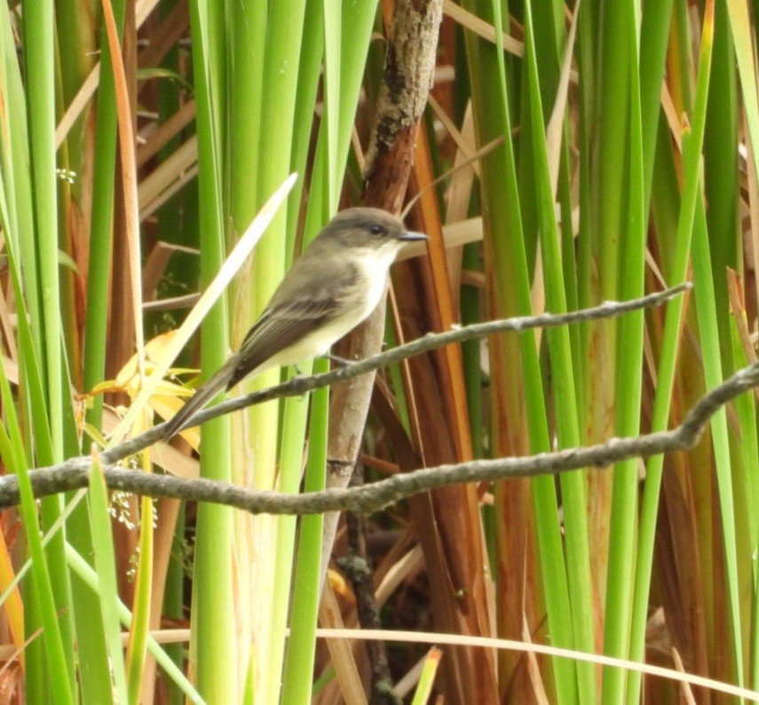 Eastern Phoebe - ML642273216