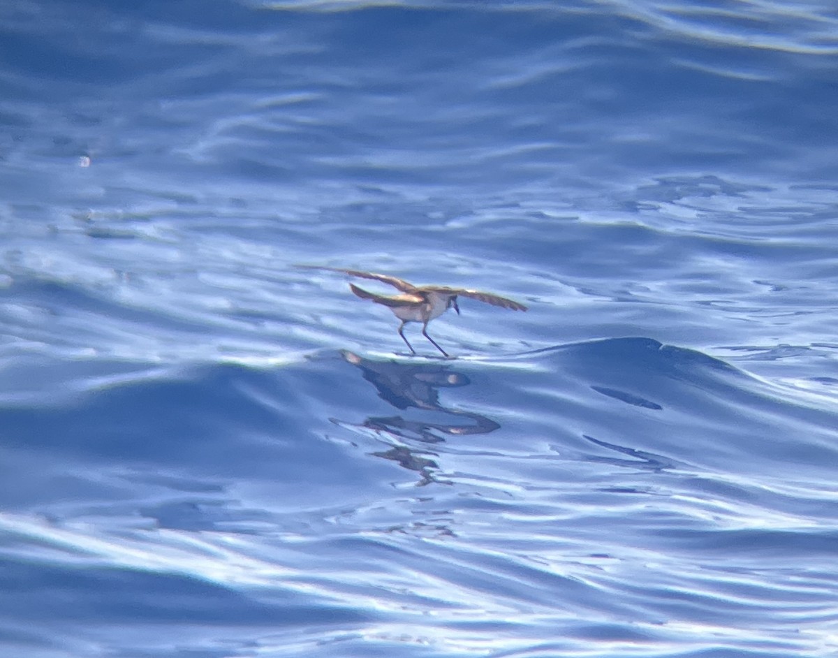 White-faced Storm-Petrel - ML642273220