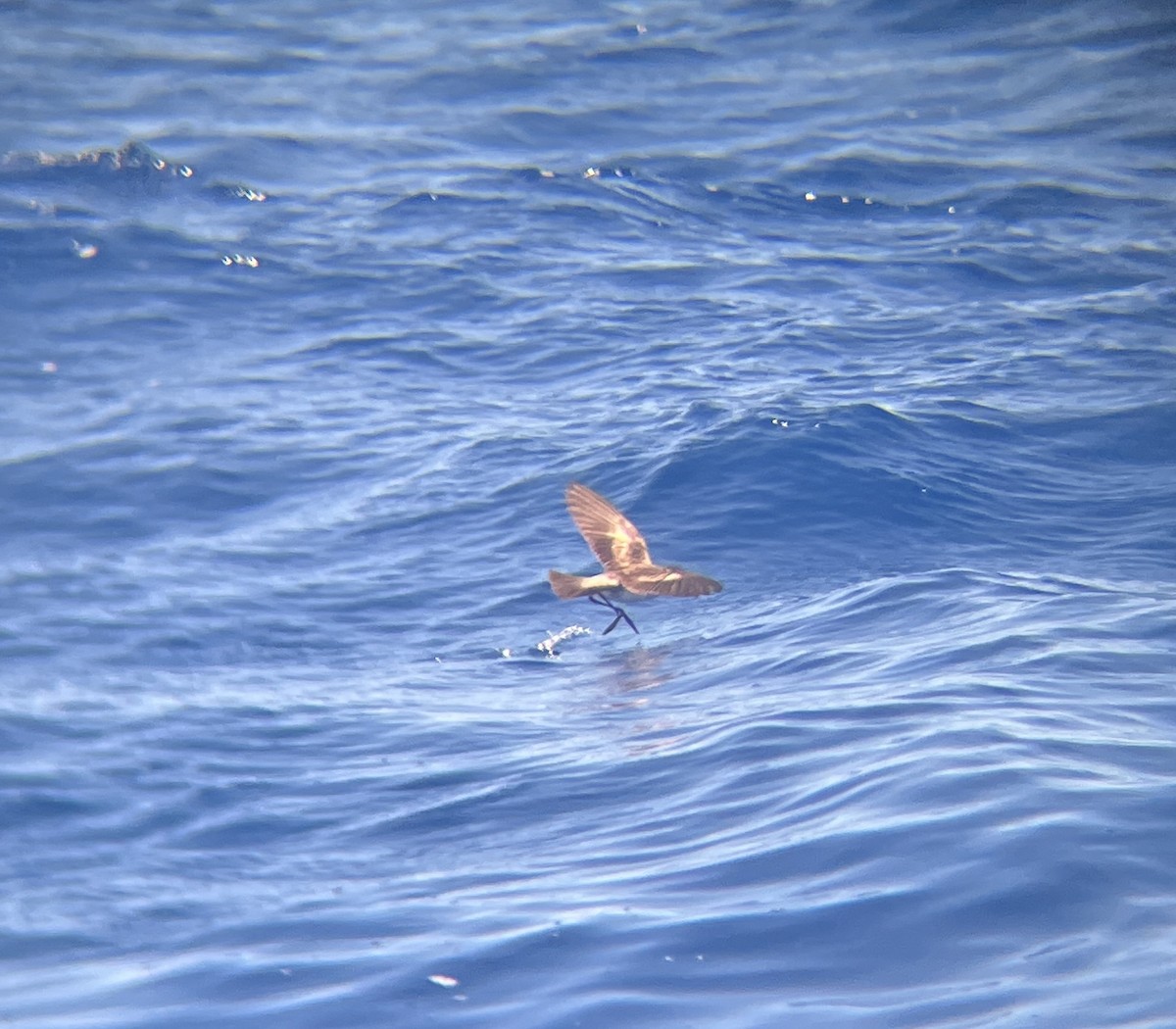 White-faced Storm-Petrel - ML642273221