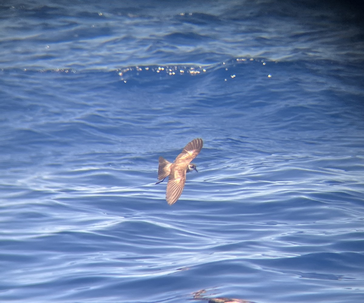 White-faced Storm-Petrel - ML642273223