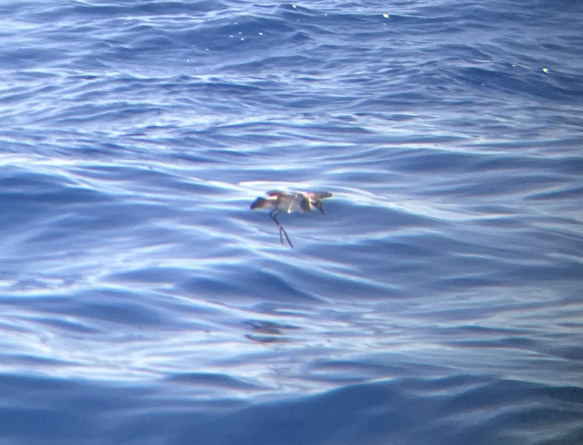 White-faced Storm-Petrel - ML642273224