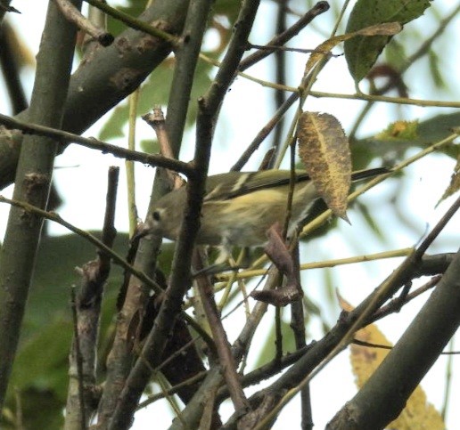 Ruby-crowned Kinglet - ML642273229