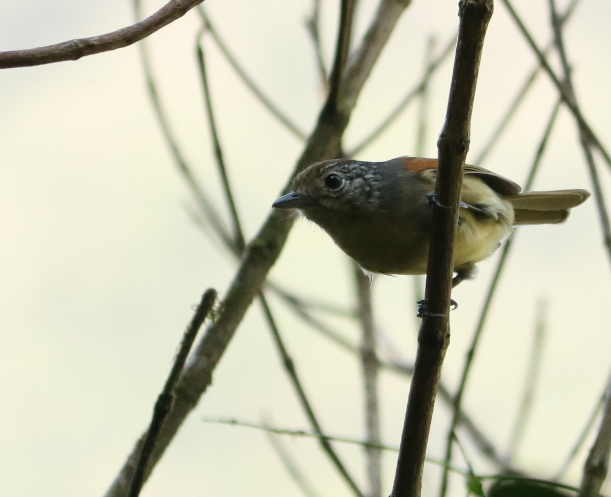 Rufous-backed Antvireo - ML642273236