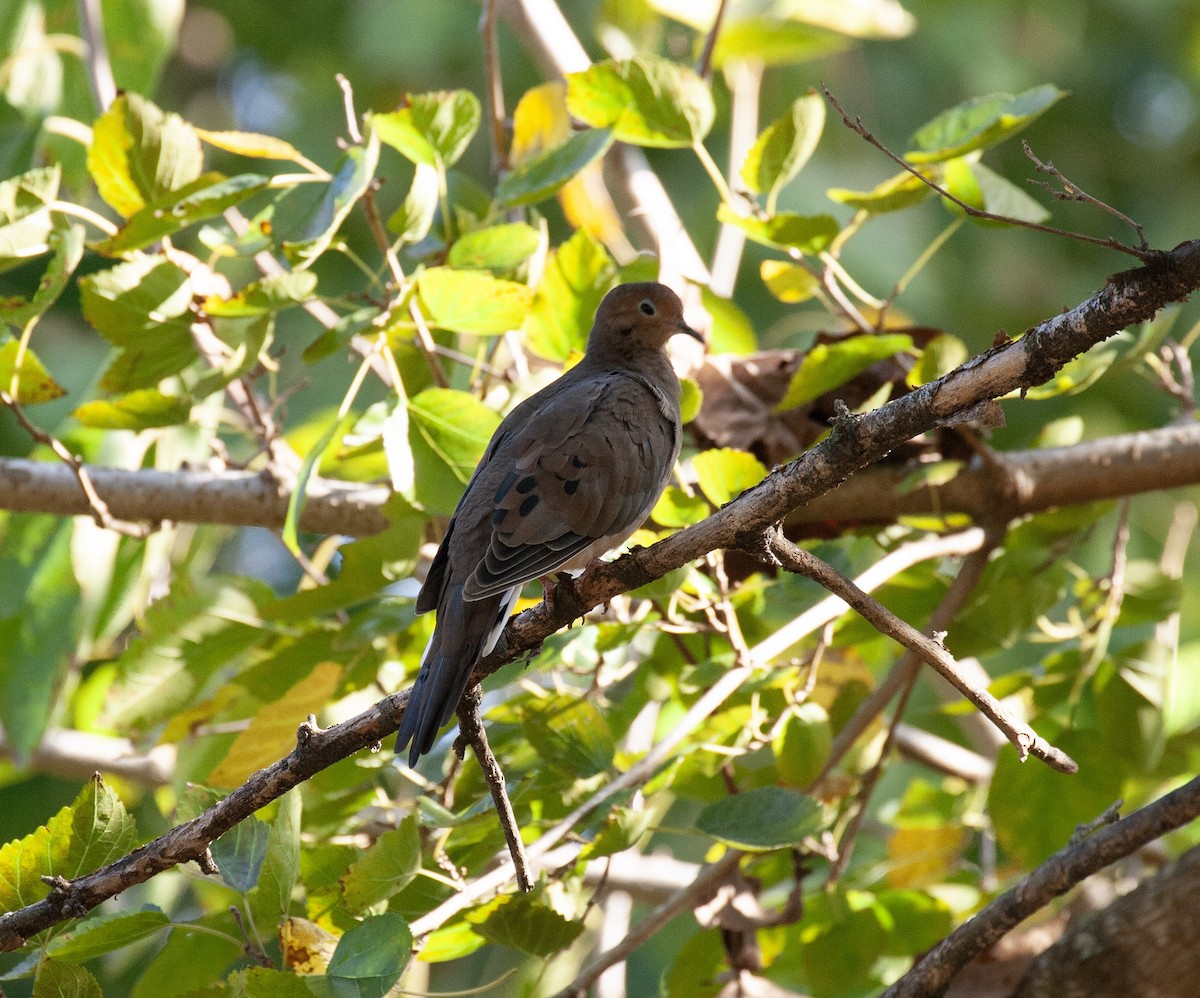 Mourning Dove - ML642273243