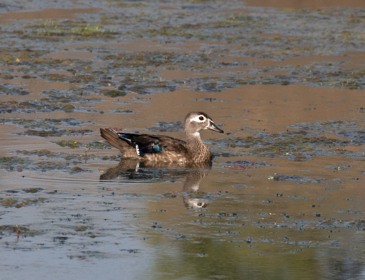 Wood Duck - ML642273244