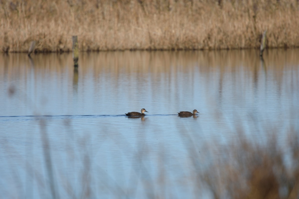 Pacific Black Duck - ML642273271