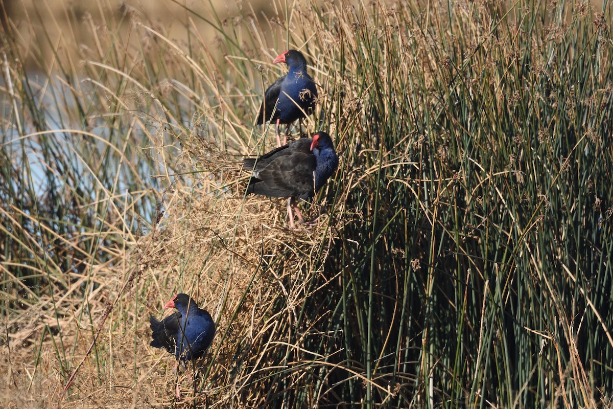 Australasian Swamphen - ML642273279