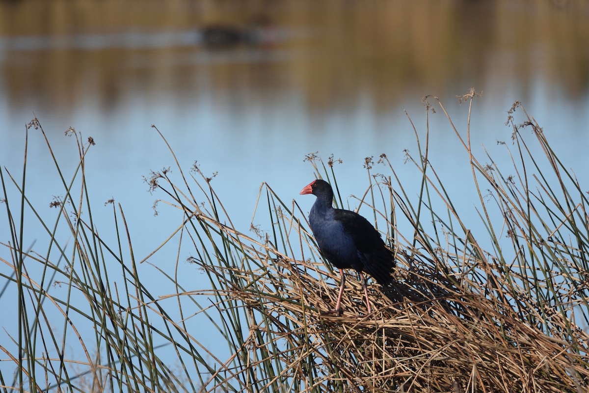 Australasian Swamphen - ML642273280