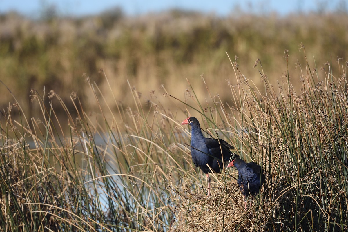 Australasian Swamphen - ML642273281