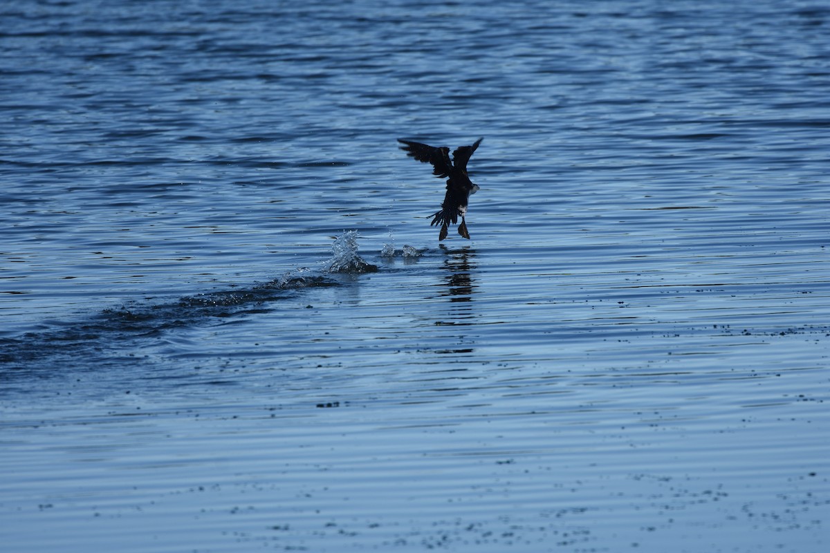 Little Pied Cormorant - ML642273284