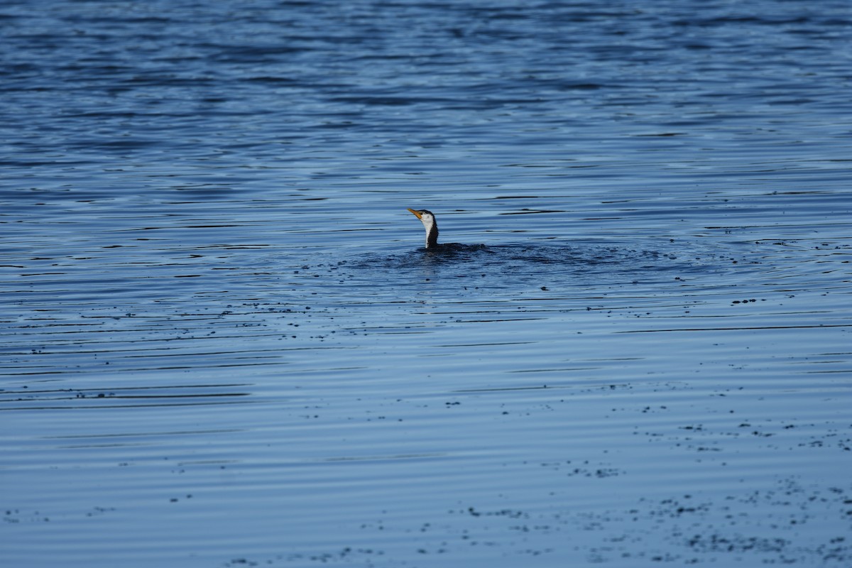 Little Pied Cormorant - ML642273285