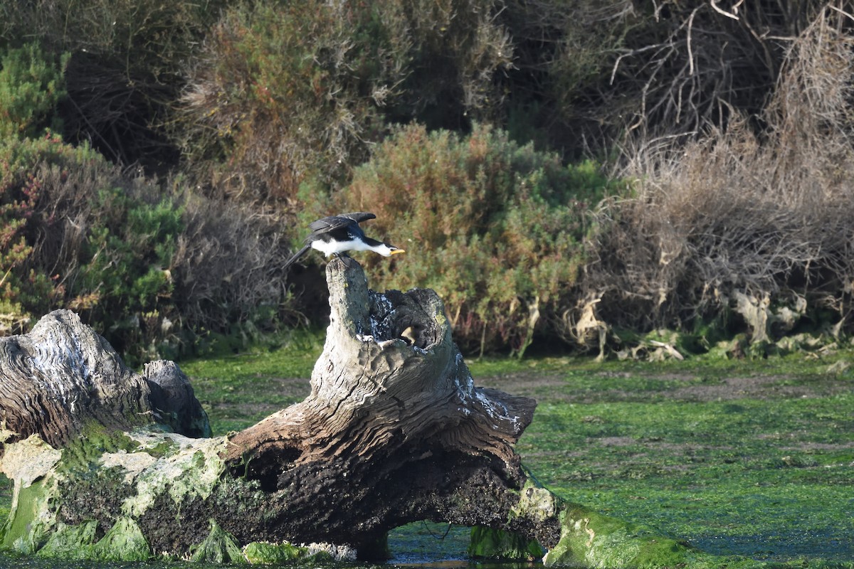Little Pied Cormorant - ML642273286