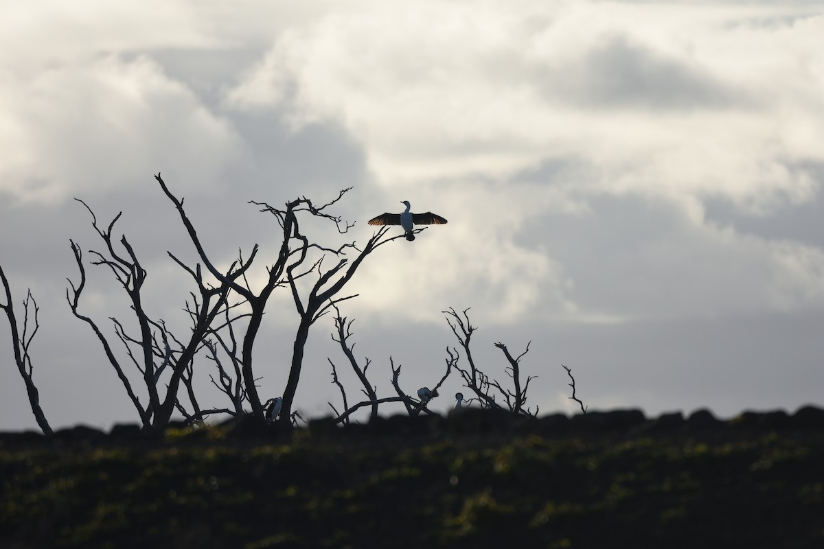 Pied Cormorant - ML642273290