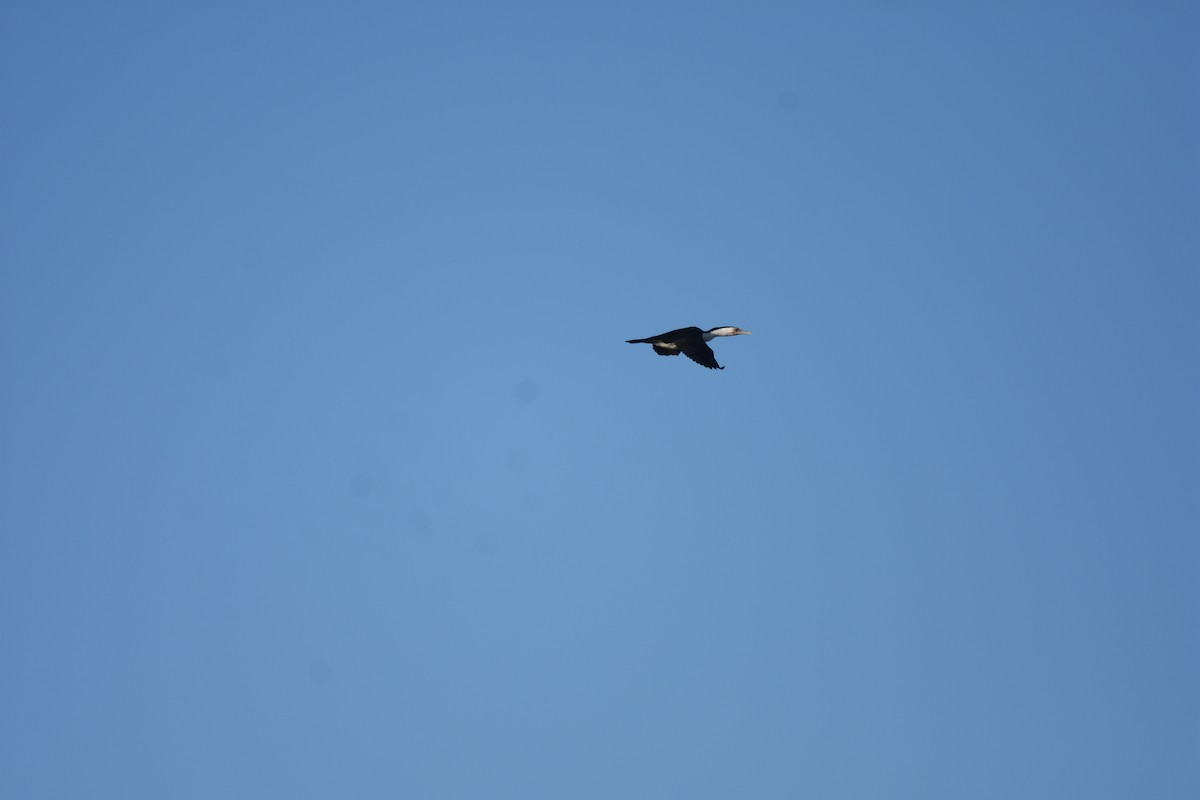 Pied Cormorant - ML642273291