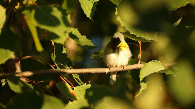 Northern Parula - ML642273293