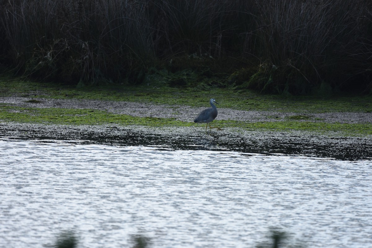White-faced Heron - ML642273299