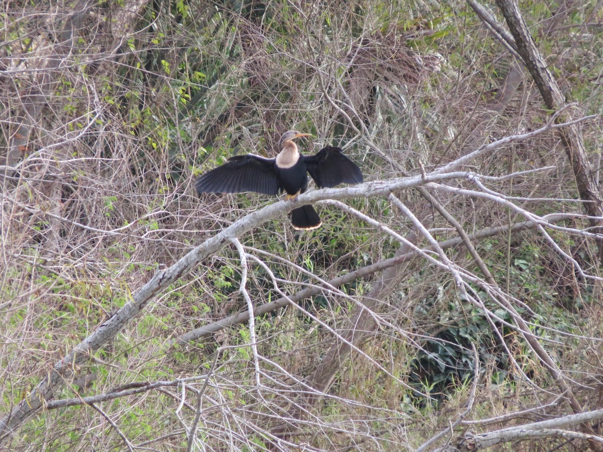 Anhinga - ML642273332