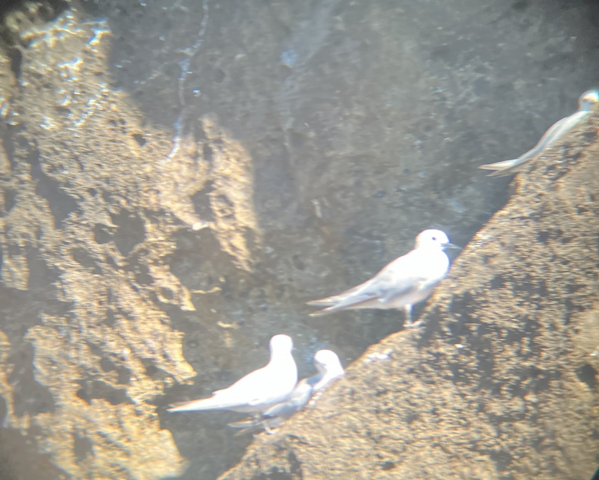 Gray Noddy - ML642273356