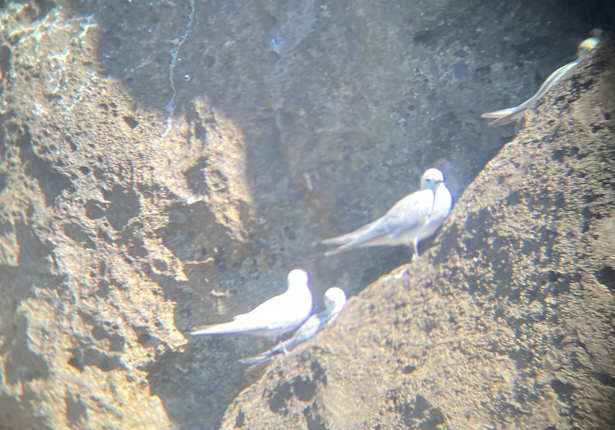 Gray Noddy - ML642273359