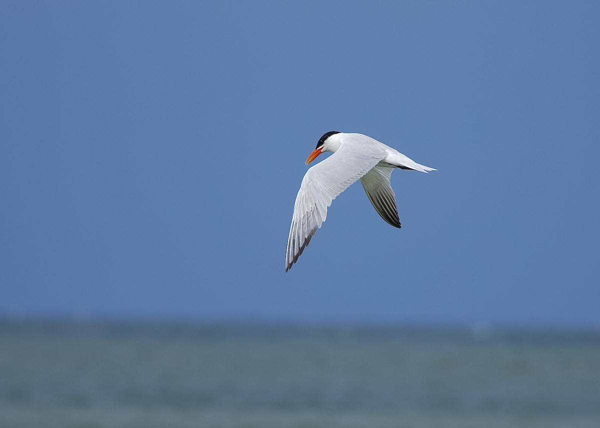 Sterna maggiore - ML642273368