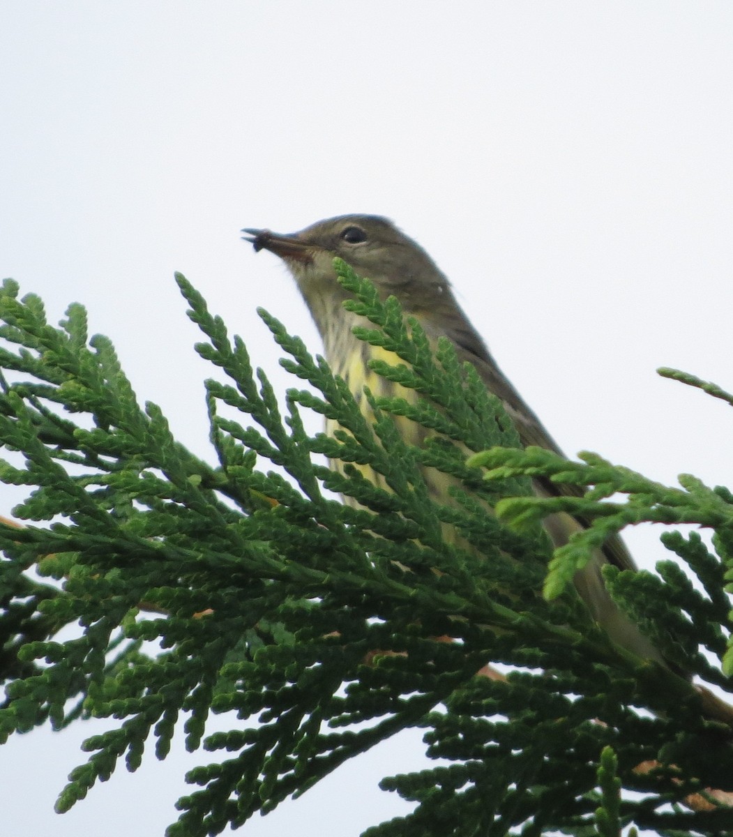 lesňáček skvrnitý - ML642273380