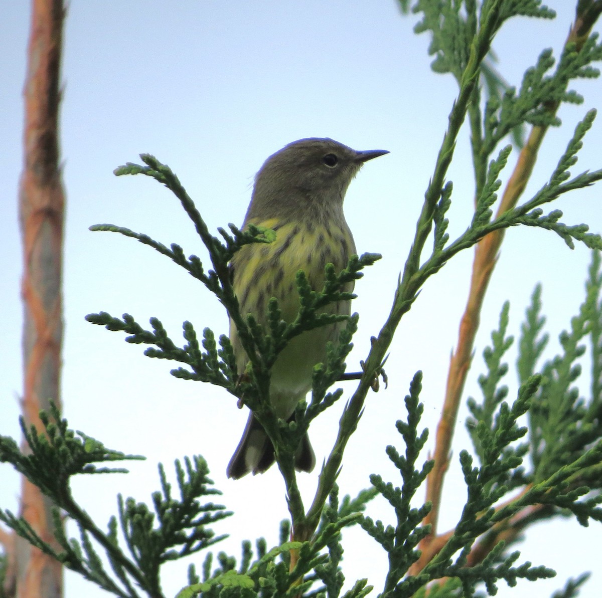 lesňáček skvrnitý - ML642273381