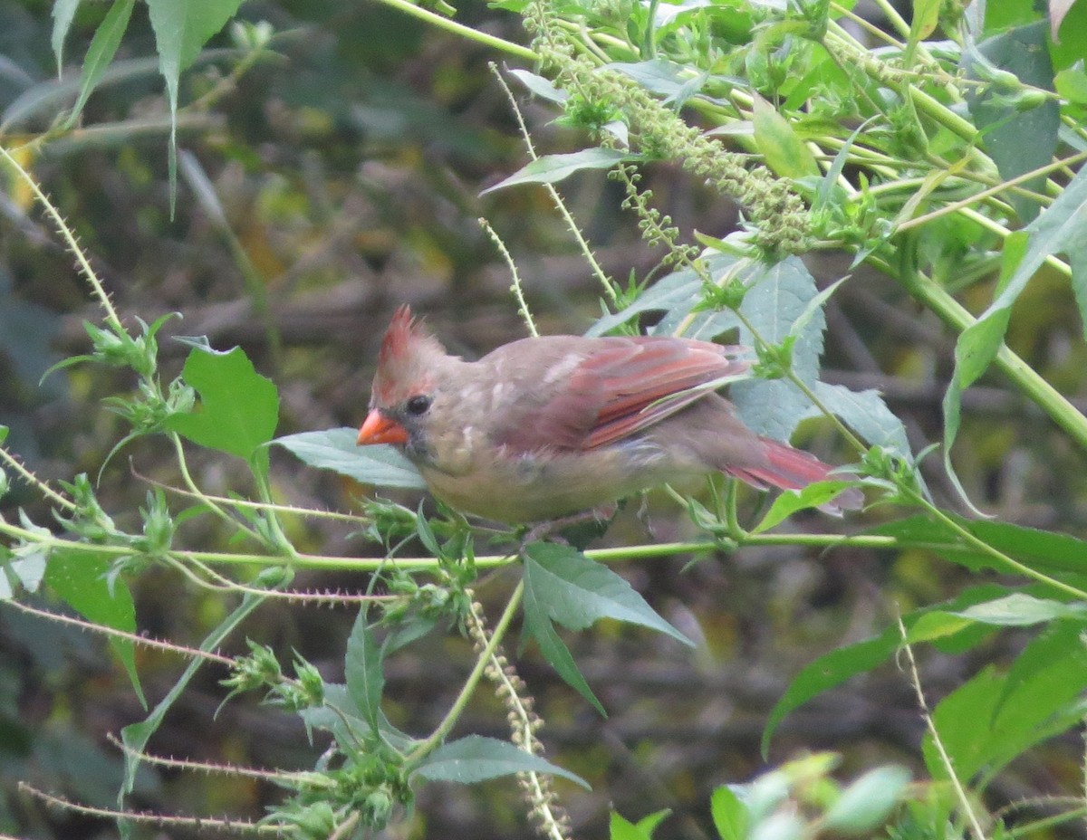 kardinál červený - ML642273383