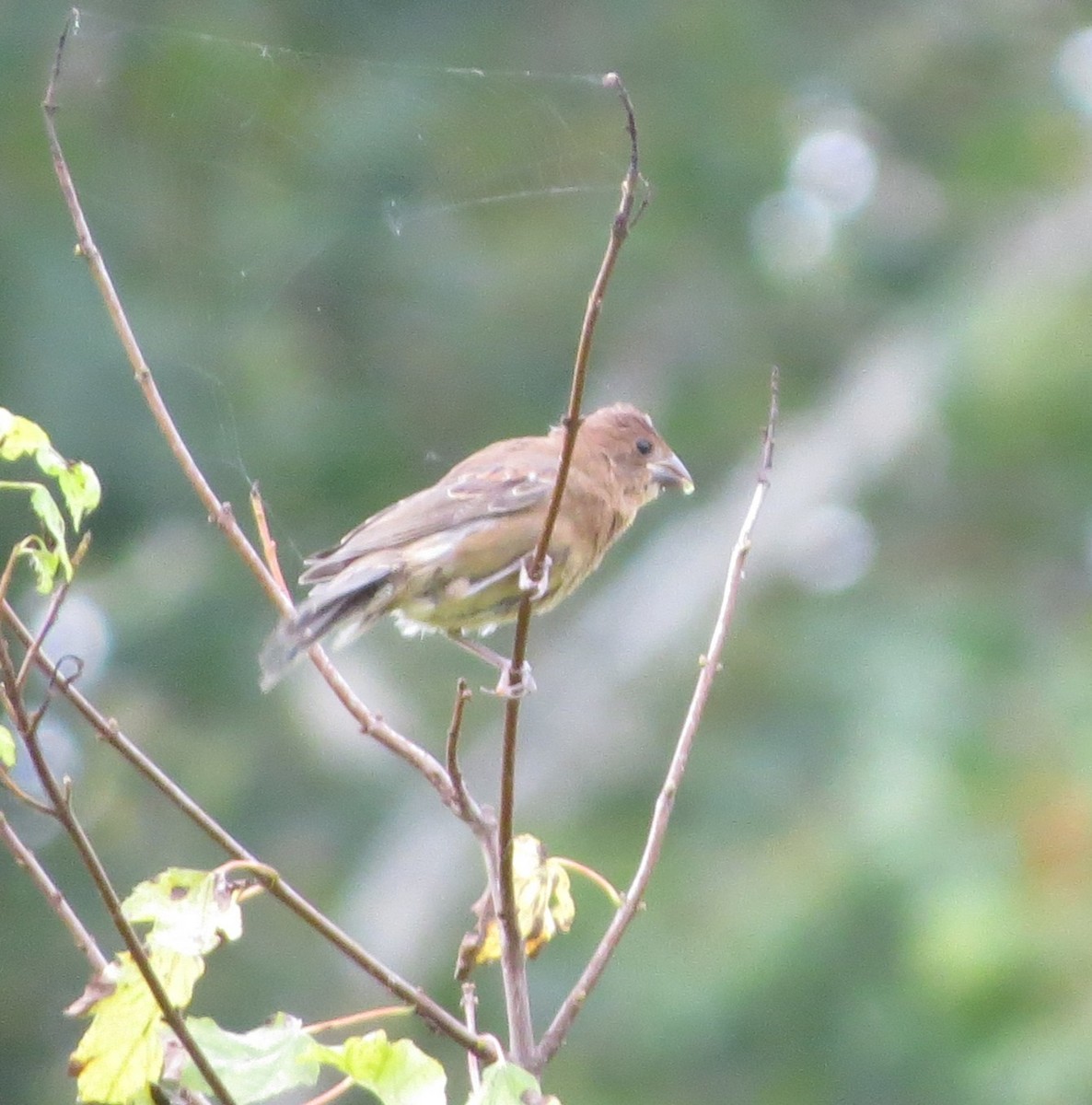 papežík modrý - ML642273387