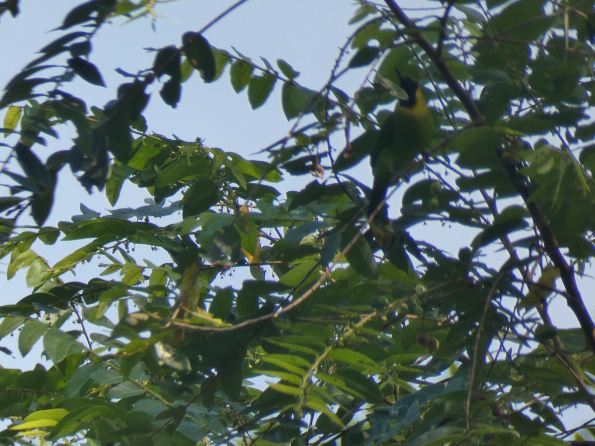 Lesser Green Leafbird - ML642273390