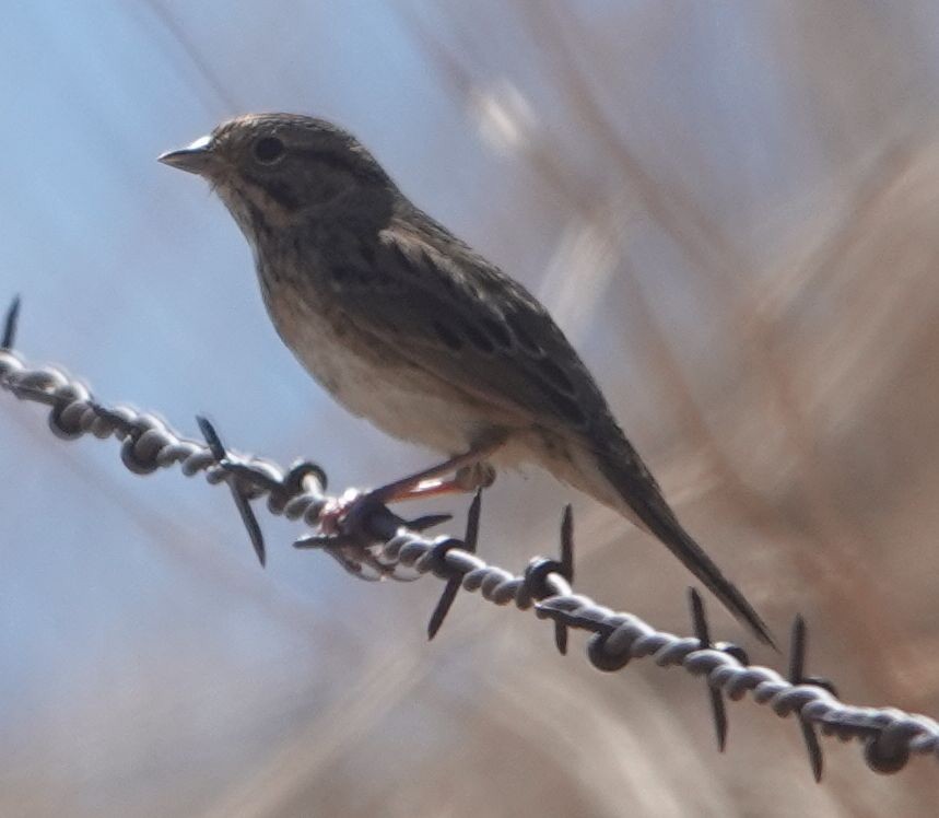 Lincoln's Sparrow - ML642273401