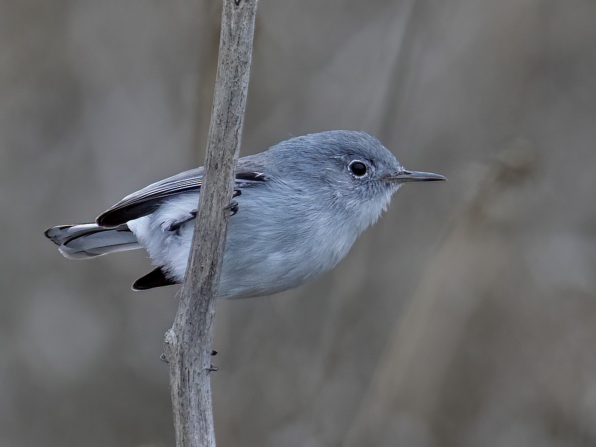 Blue-gray Gnatcatcher - ML642273422