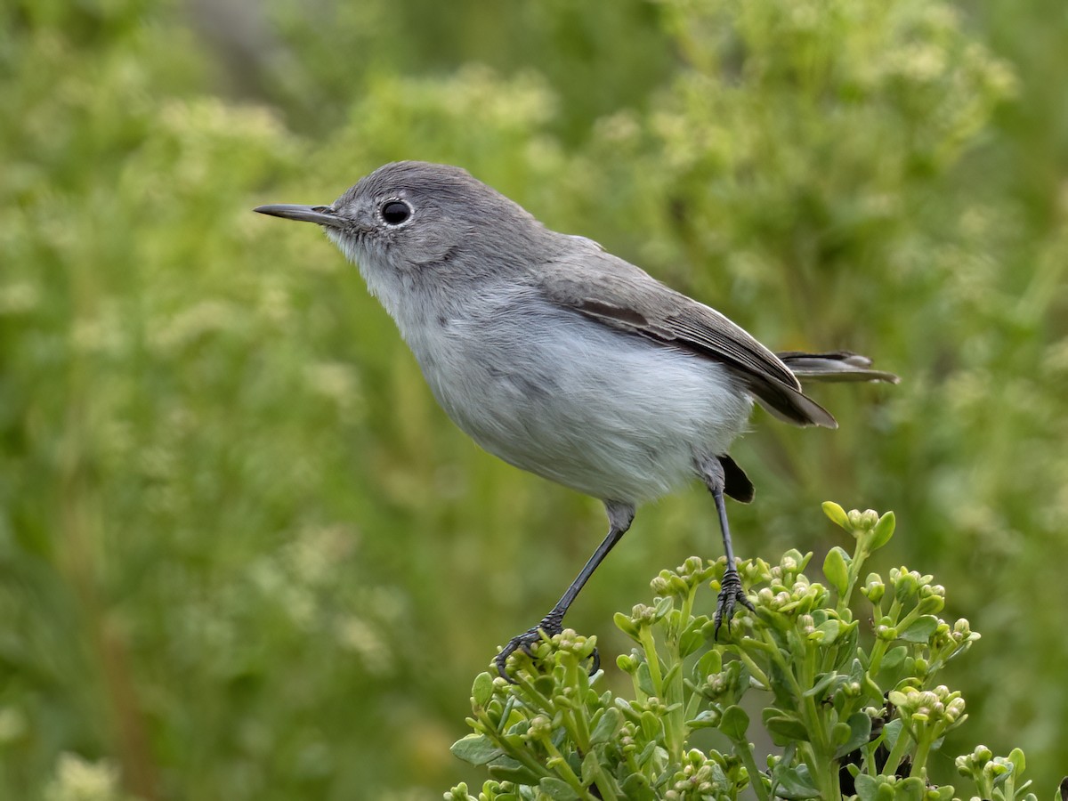 Blue-gray Gnatcatcher - ML642273426