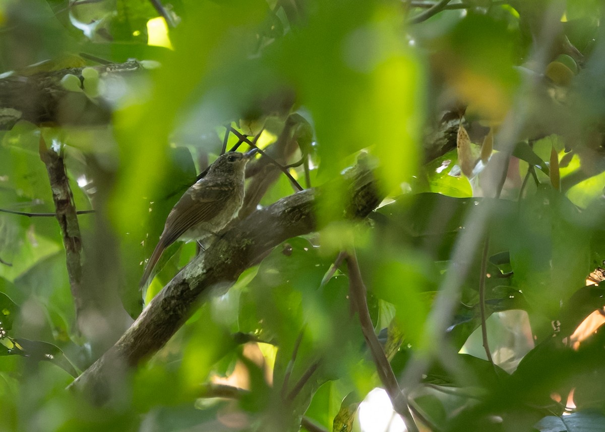 Pale Blue Flycatcher (Hartert's) - ML642273434