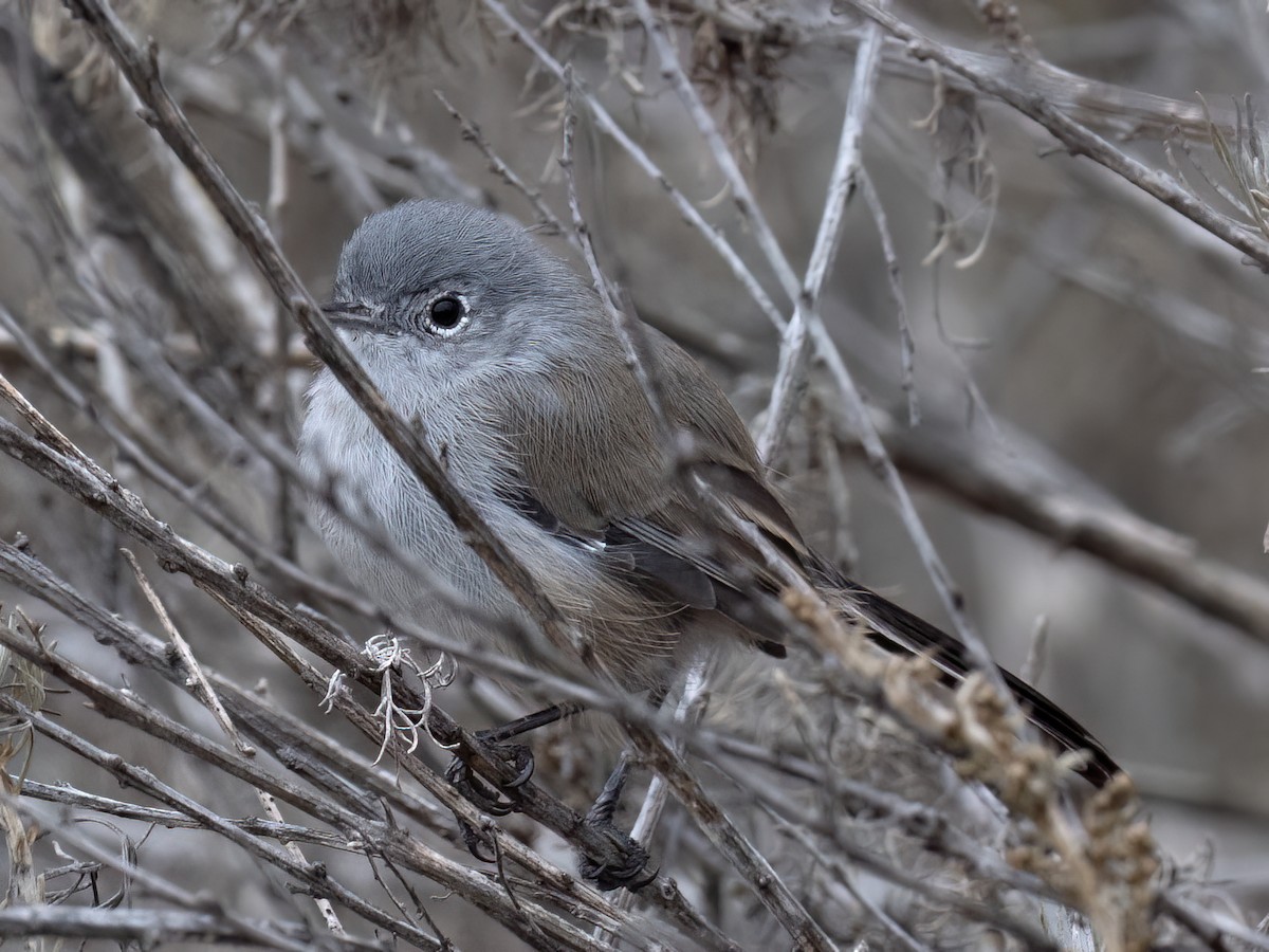 California Gnatcatcher - ML642273441