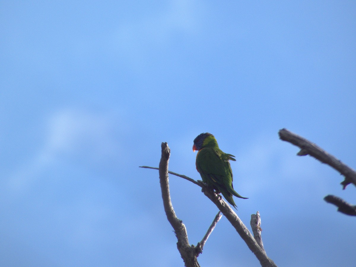 Rainbow Lorikeet - ML642273456