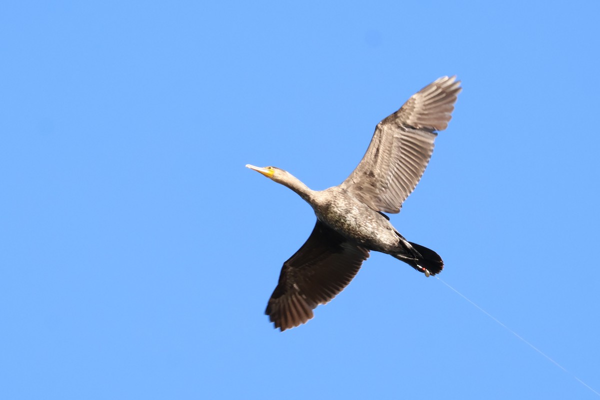 Great Cormorant - ML642273496