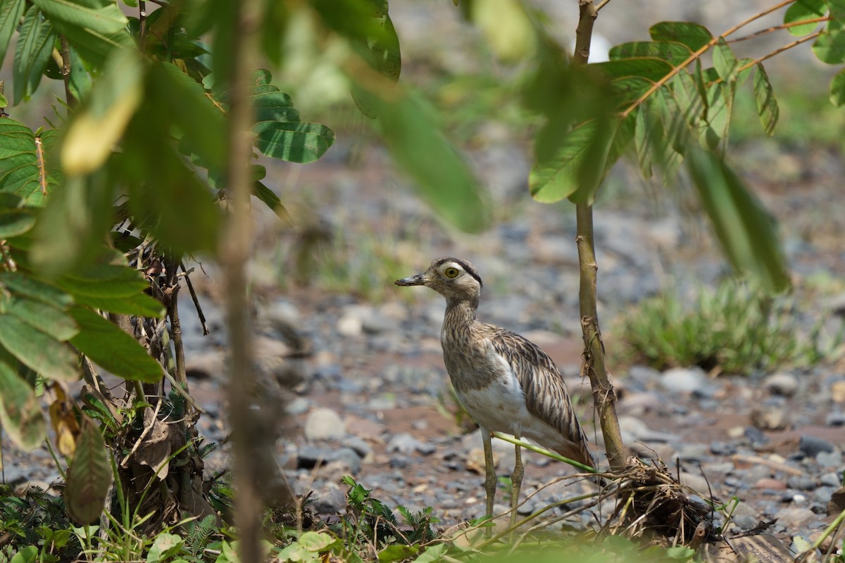 Double-striped Thick-knee - Kota A