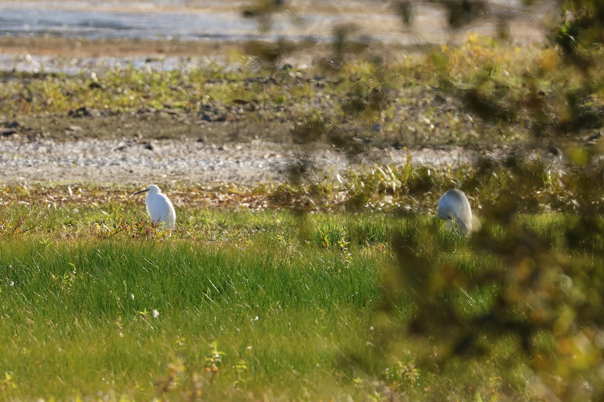 Little Egret - ML642273505