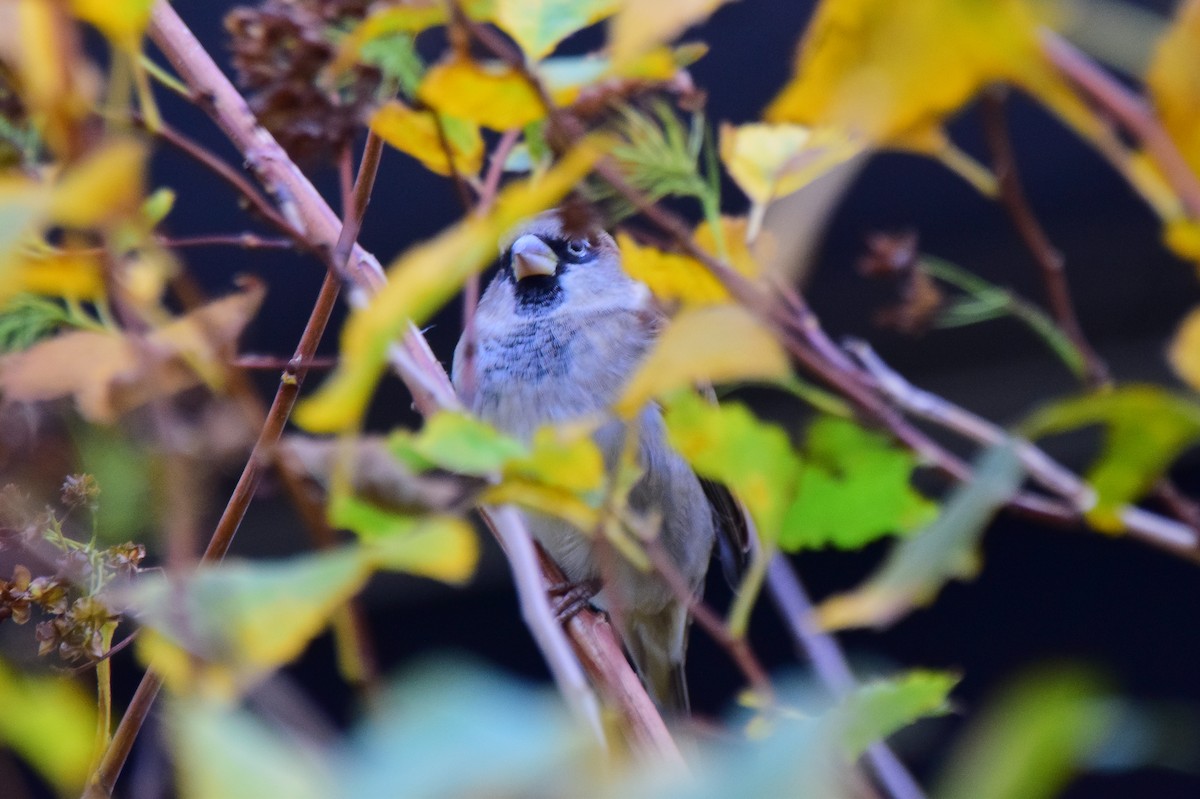 House Sparrow - ML642273530