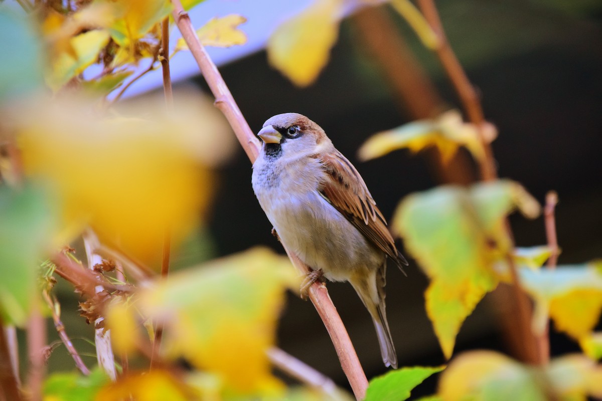 House Sparrow - ML642273534