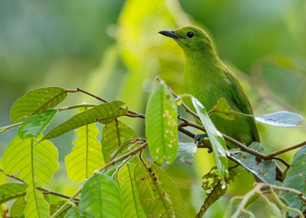 Lesser Green Leafbird - ML642273542