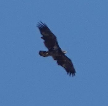Bald Eagle - ML642273543