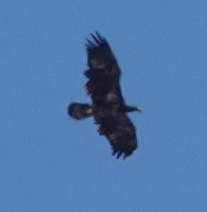 Bald Eagle - ML642273544