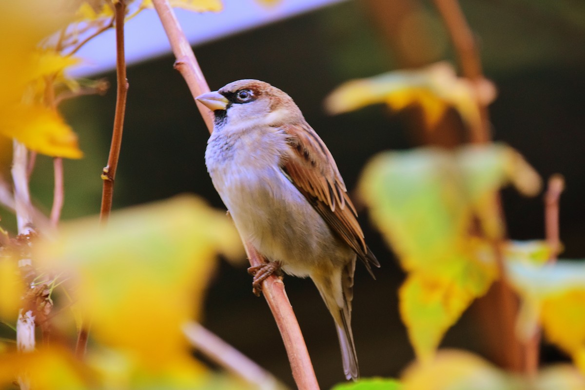 House Sparrow - ML642273545